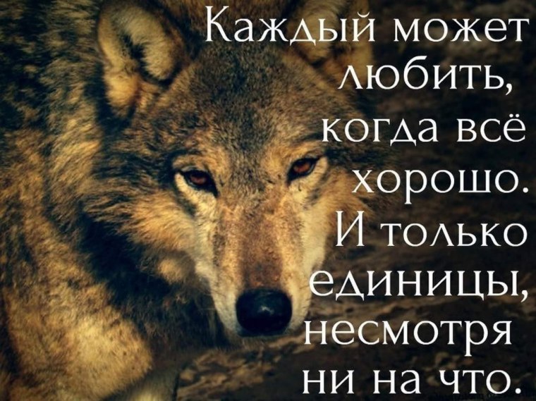 Цитаты с изображением волка