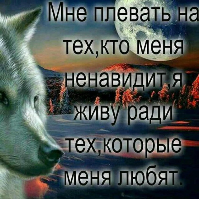 Волк демотиватор