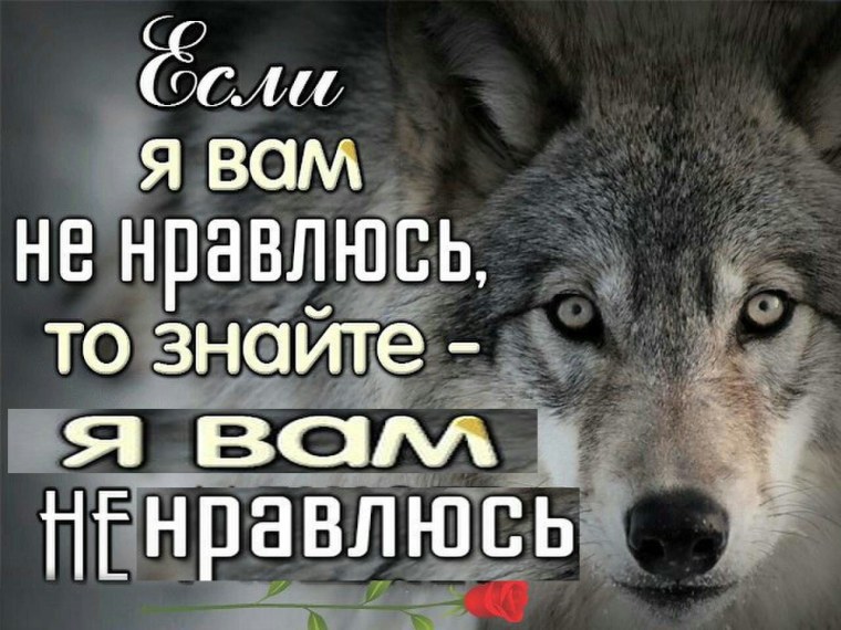 Фото Волков на аву