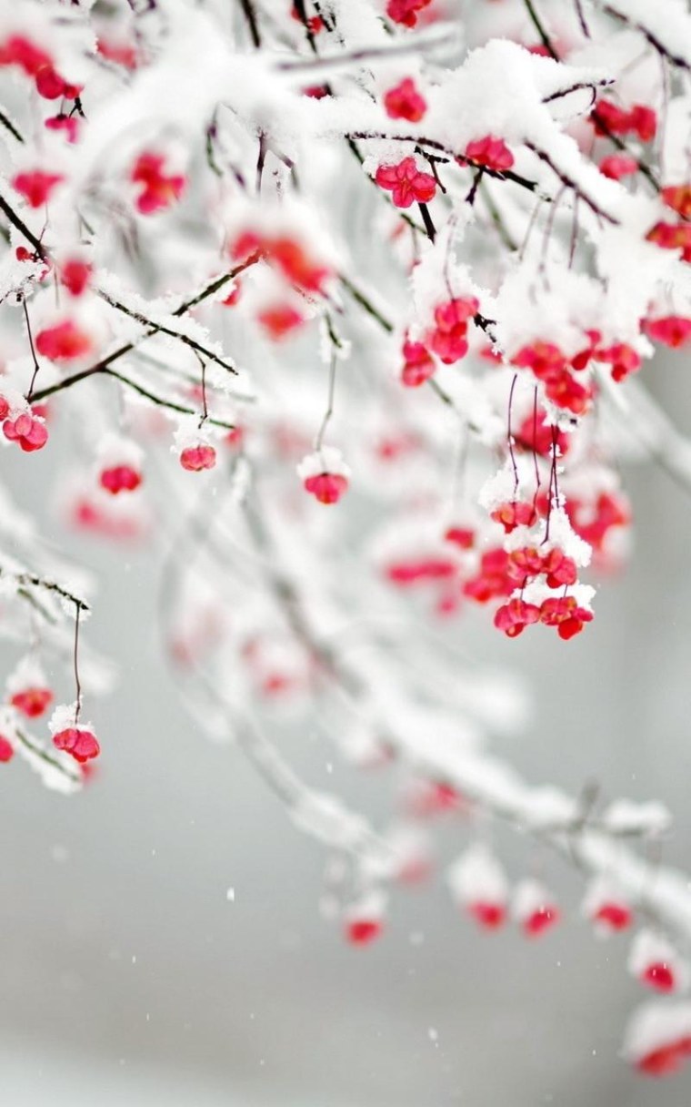 Зимний еловый лес сверху