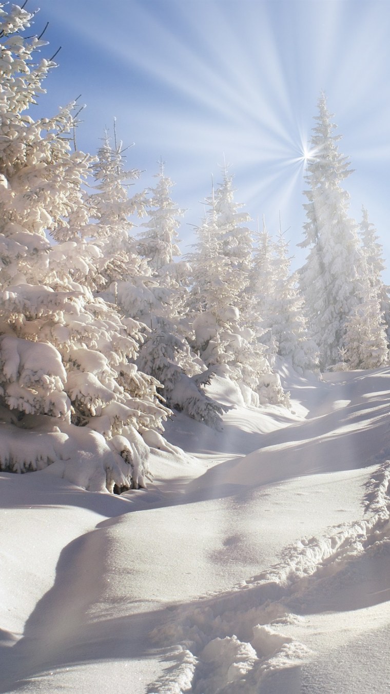 Зимняя ветка