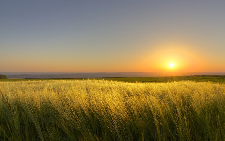 Солнечное поле