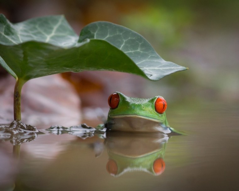 Лягушки озеро