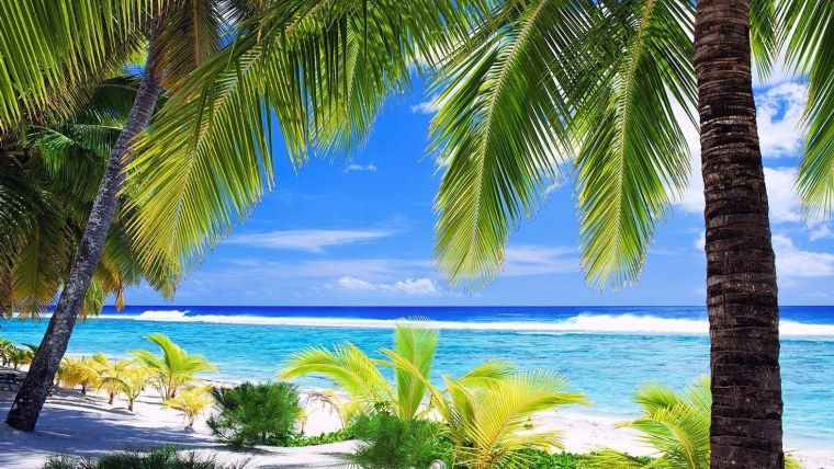 Природа пальмы море