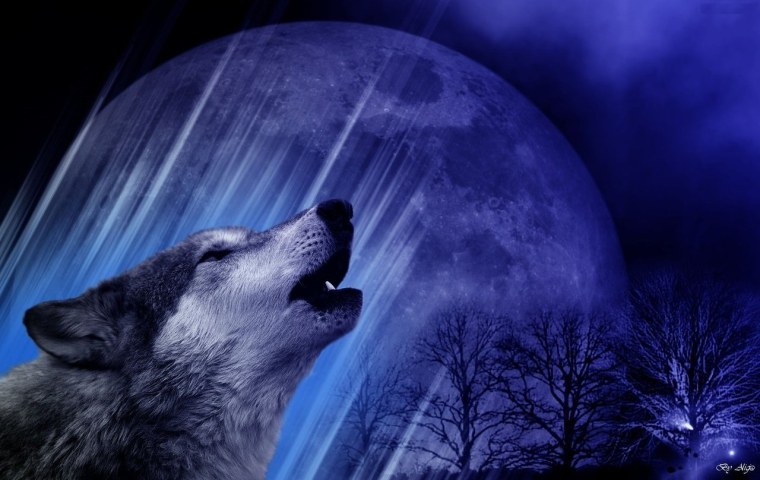 Волк и Луна