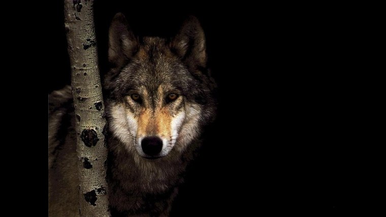 Волчьи цитаты