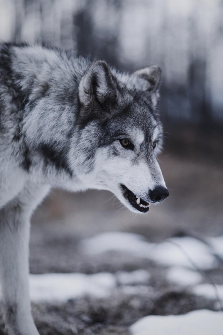 Красивый волк