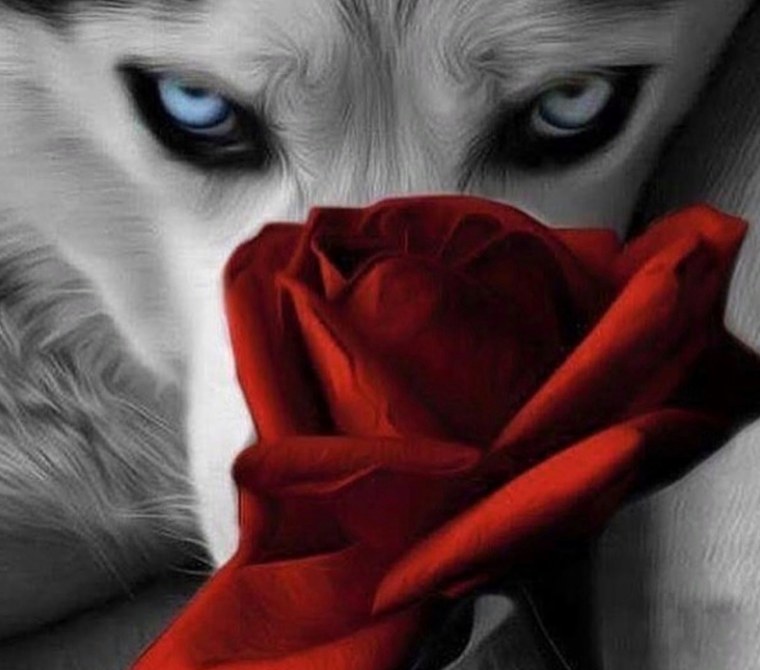 Волк с розой в зубах