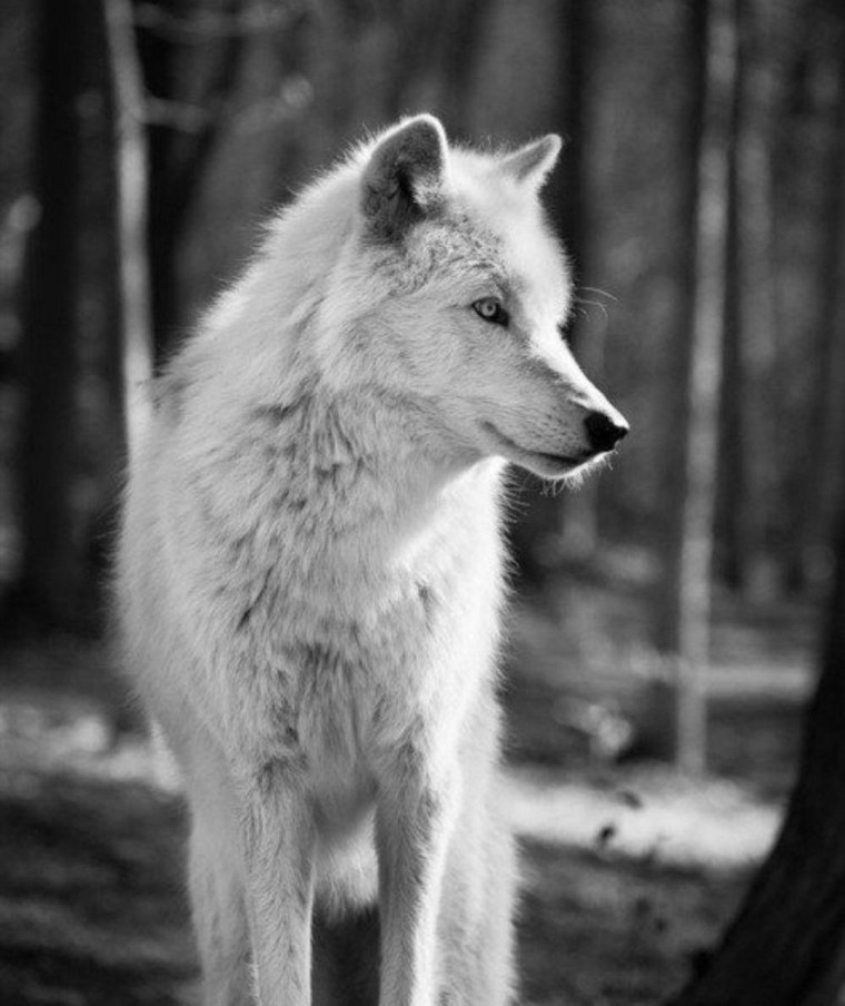 Белый волк