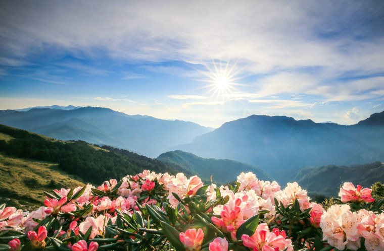 Горы в цветах