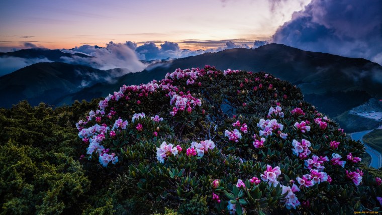 Рододендрон Архыз