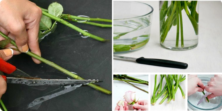 Гипсофилы как отдельная любовь