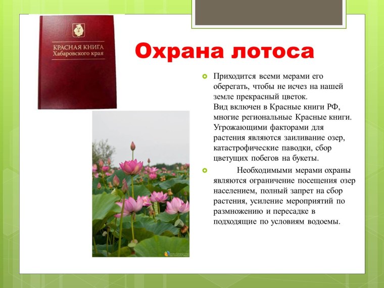 Самые полезные комнатные растения