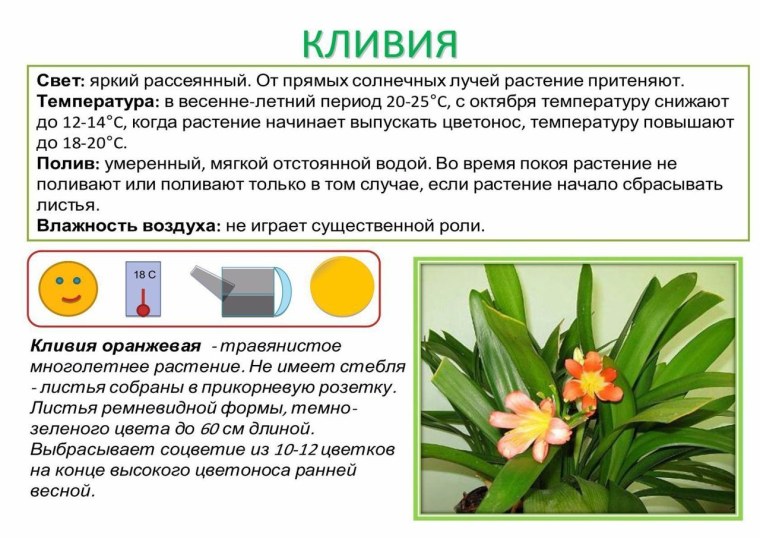 Противопоказания к проведению массажа