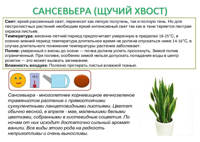 Живые цветы побрызгать лаком для волос