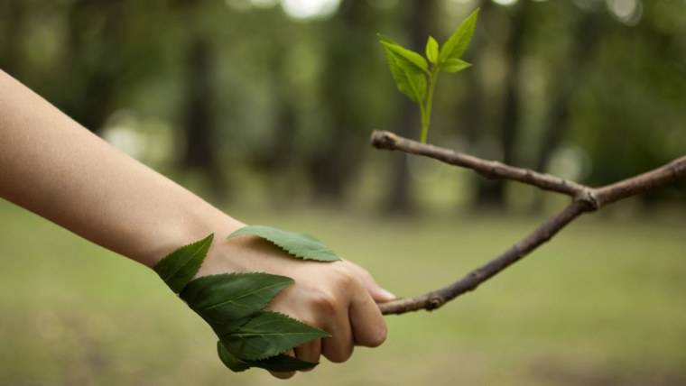 Защита первоцветов