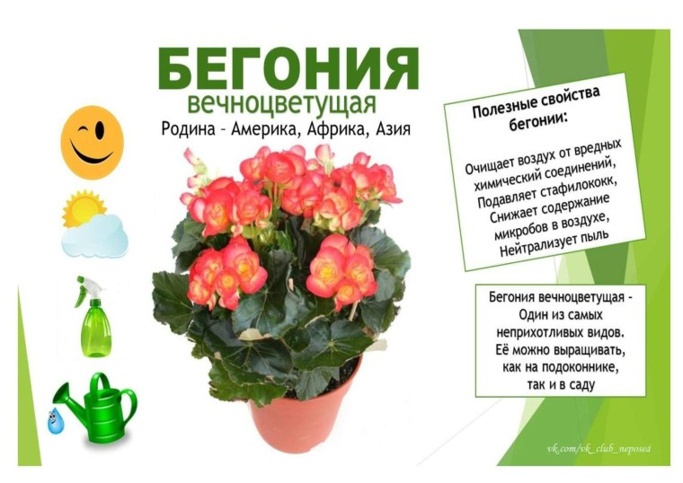 Сансевьера, щучий хвост паспорт растения