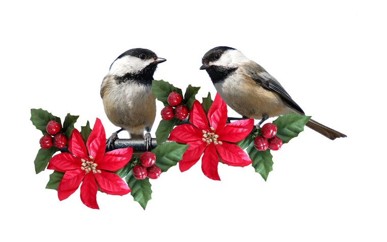 Птичка на белом фоне