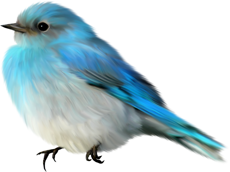 Красивые птицы на белом фоне