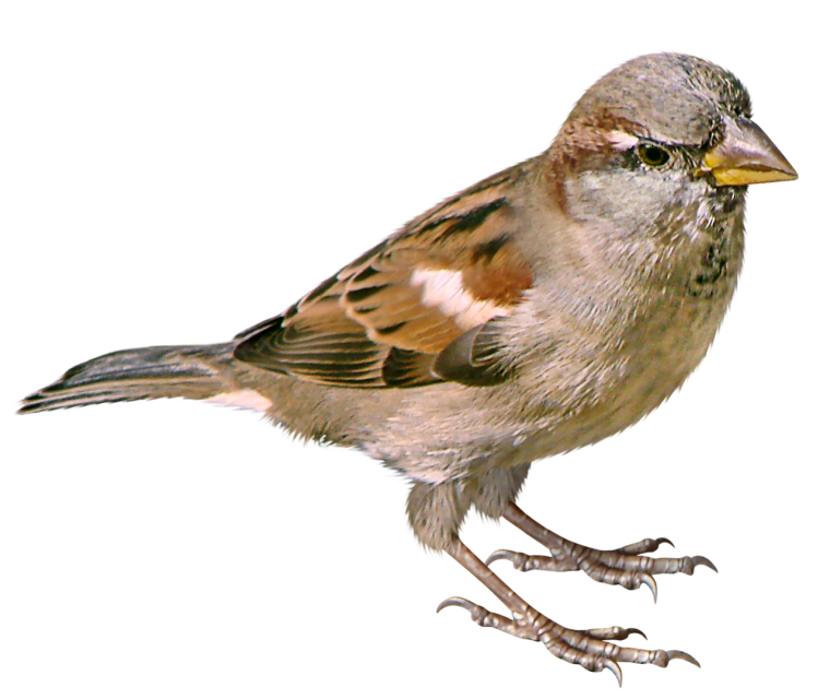 Воробей на белом фоне