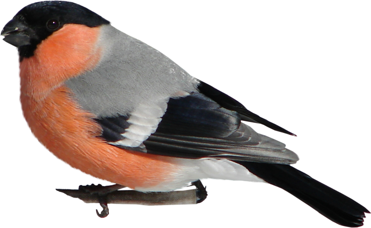 Клест Снегирь Зяблик