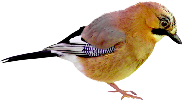 Птица на белом фоне