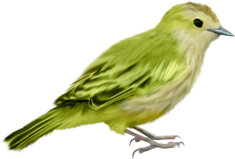 Птицы на прозрачном фоне