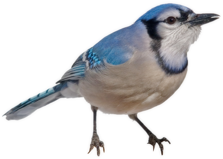 «Голубые сойки»