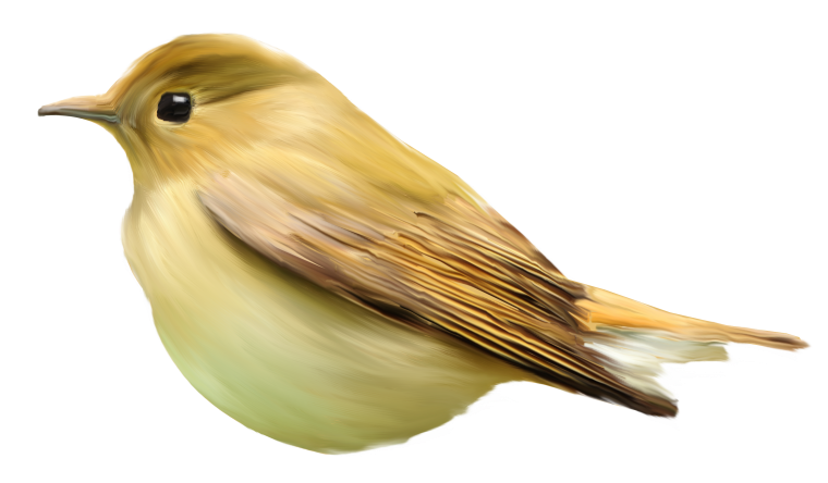 Красивые птицы на белом фоне