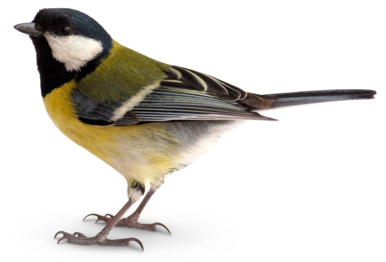 Синица Московка на белом фоне