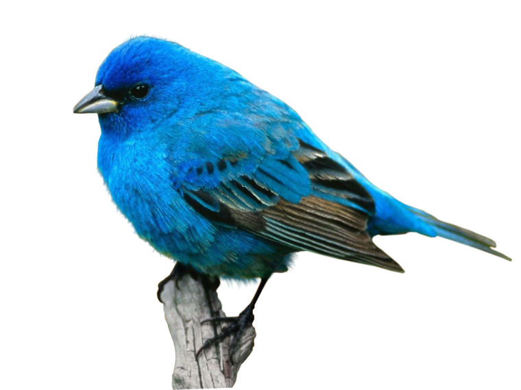 Две птицы на прозрачном фоне