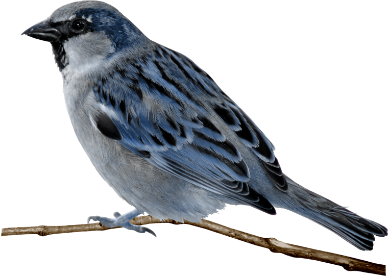 Птица на белом фоне