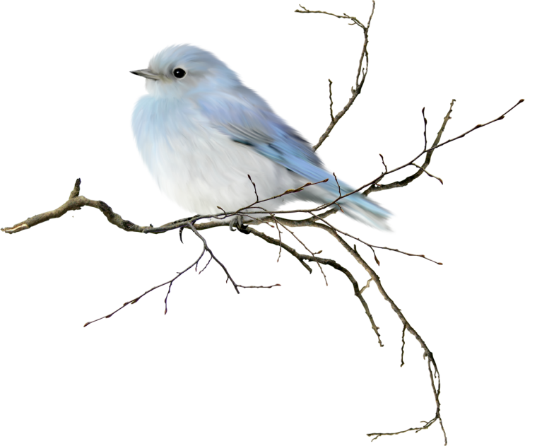 Птица на ветке на прозрачном фоне