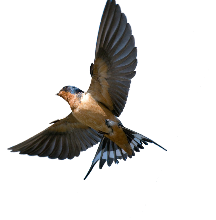 Птицы на прозрачном фоне