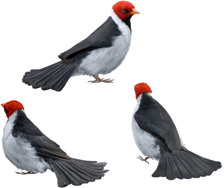 Красивые птицы на белом фоне