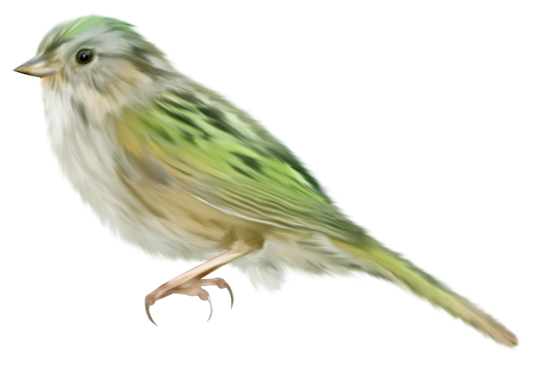 Птицы на прозрачном фоне