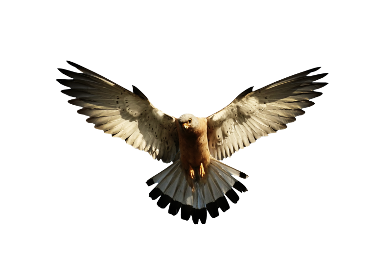 Много птиц на прозрачном фоне