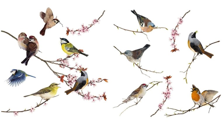 Стая птиц на белом фоне