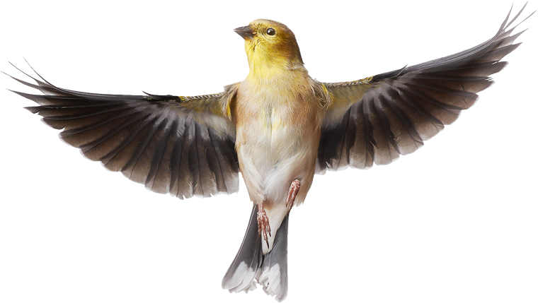 Птицы на прозрачном фоне