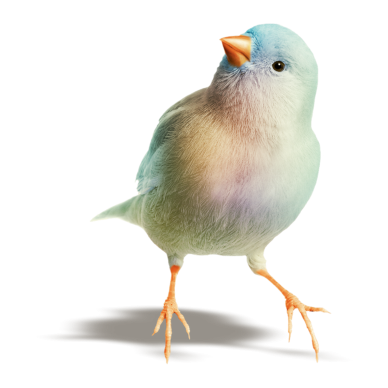 Птичка на белом фоне