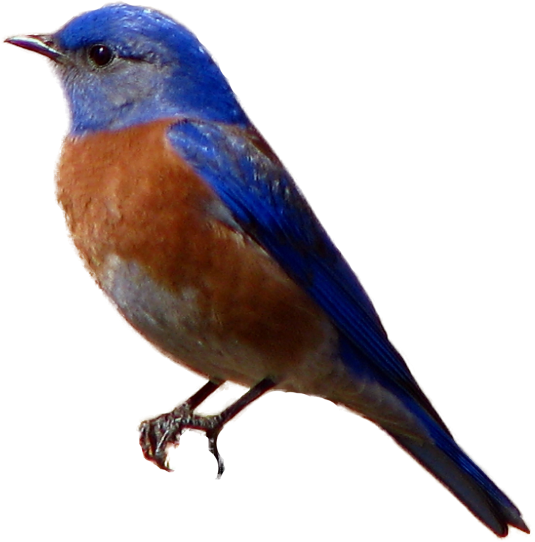 Синий Зяблик Линг