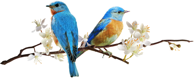 Птички на прозрачном фоне