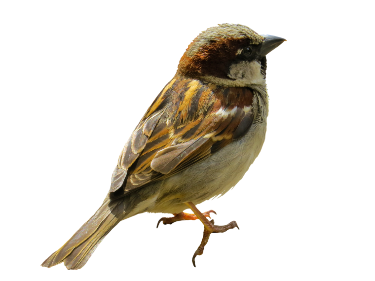 Птичкина прозрачном фоен