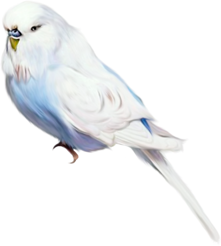 Желтая канарейка