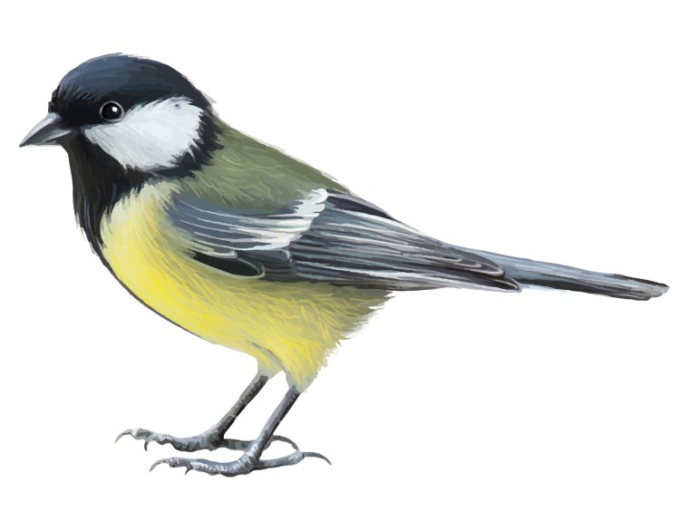 Птицы на прозрачном фоне