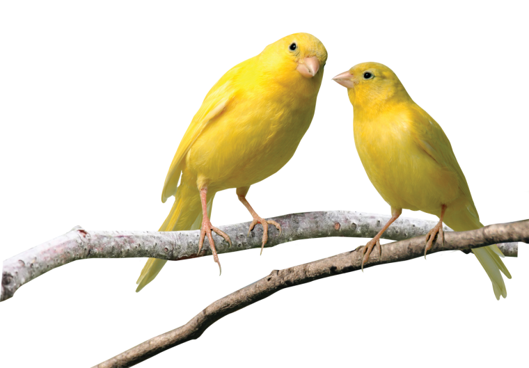 Птичка картинка без фона