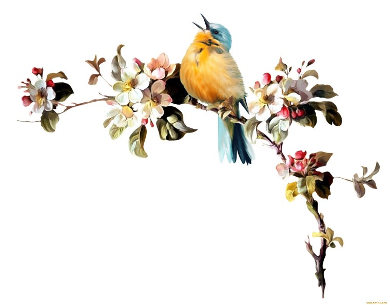 Птицы на прозрачном фоне