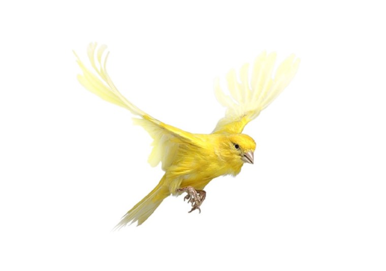 Птица в полете на белом фоне