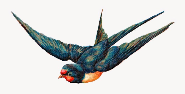 Птицы в полете на прозрачном фоне