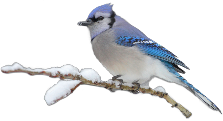 Вена на прозрачном фоне